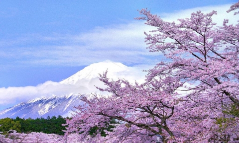 Vé máy bay từ Nhật sang Mỹ