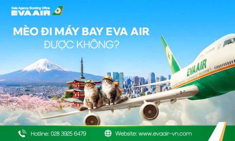 Mèo đi máy bay EVA Air được không? Hướng dẫn toàn tập từ a-z
