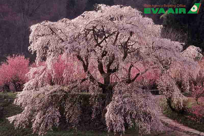 cay-anh-dao-pha-da-morioka-nhat-ban