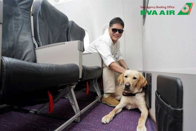 chó hỗ trợ đi máy bay EVA Air, chó hỗ trợ bay EVA Air, quy định chó hỗ trợ EVA Air, Service Dog EVA Air, vận chuyển chó hỗ trợ EVA Air, thủ tục đăng ký chó hỗ trợ EVA Air, giấy tờ chó hỗ trợ đi máy bay EVA Air, mang chó hỗ trợ lên máy bay EVA Air