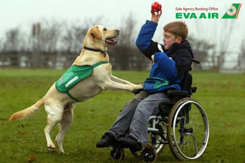 Dịch vụ hỗ trợ đặc biệt EVA Air, EVA Air hỗ trợ hành khách đặc biệt, Dịch vụ hỗ trợ hành khách EVA Air, Dịch vụ hỗ trợ người khuyết tật EVA Air, Dịch vụ hỗ trợ trẻ em đi một mình EVA Air, Dịch vụ hỗ trợ phụ nữ mang thai EVA Air, Dịch vụ hỗ trợ y tế EVA Air, Dịch vụ cáng EVA Air