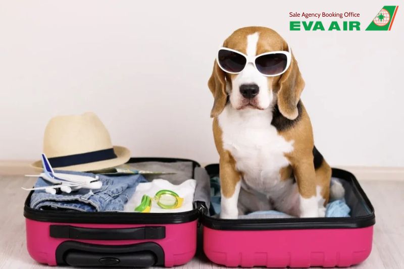 EVA Air từ chối vận chuyển thú cưng, thú cưng không đủ điều kiện bay EVA Air, EVA Air không chấp nhận chó mèo, EVA Air không nhận vận chuyển động vật cảnh, từ chối vận chuyển vật nuôi EVA Air, chó mèo đi máy bay EVA Air