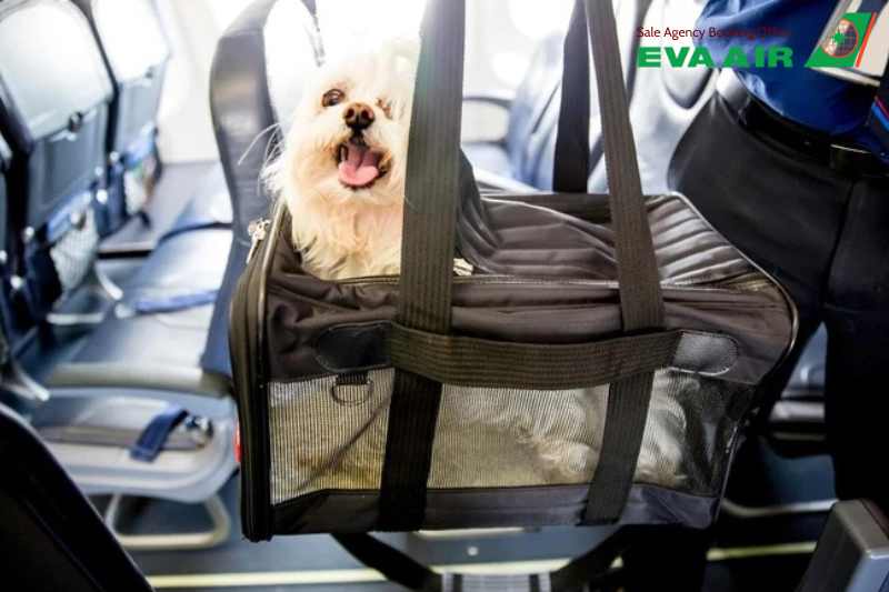 EVA Air từ chối vận chuyển thú cưng, thú cưng không đủ điều kiện bay EVA Air, EVA Air không chấp nhận chó mèo, EVA Air không nhận vận chuyển động vật cảnh, từ chối vận chuyển vật nuôi EVA Air, chó mèo đi máy bay EVA Air