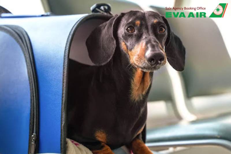 EVA Air từ chối vận chuyển thú cưng, thú cưng không đủ điều kiện bay EVA Air, EVA Air không chấp nhận chó mèo, EVA Air không nhận vận chuyển động vật cảnh, từ chối vận chuyển vật nuôi EVA Air, chó mèo đi máy bay EVA Air