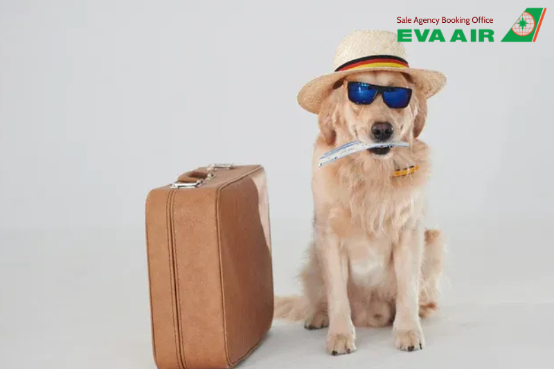 Hộ chiếu thú cưng EVA Air, Vật nuôi đi máy bay EVA Air có cần hộ chiếu không?, hộ chiếu chó mèo EVA Air, chó mèo đi máy bay EVA Air, hộ chiếu vật nuôi EVA Air, Giấy kiểm dịch thú nuôi EVA Air, thú cưng đi máy bay EVA Air, vật nuôi đi máy bay EVA air