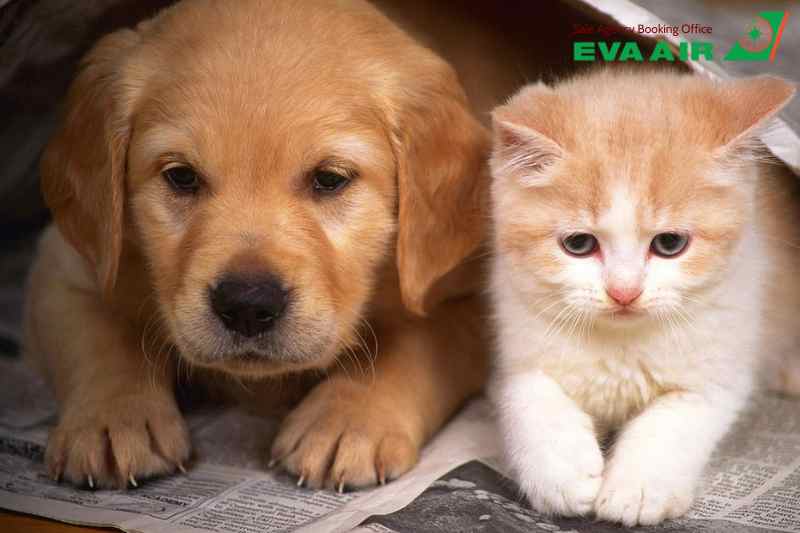 Hộ chiếu thú cưng EVA Air, Vật nuôi đi máy bay EVA Air có cần hộ chiếu không?, hộ chiếu chó mèo EVA Air, chó mèo đi máy bay EVA Air, hộ chiếu vật nuôi EVA Air, Giấy kiểm dịch thú nuôi EVA Air, thú cưng đi máy bay EVA Air, vật nuôi đi máy bay EVA air
