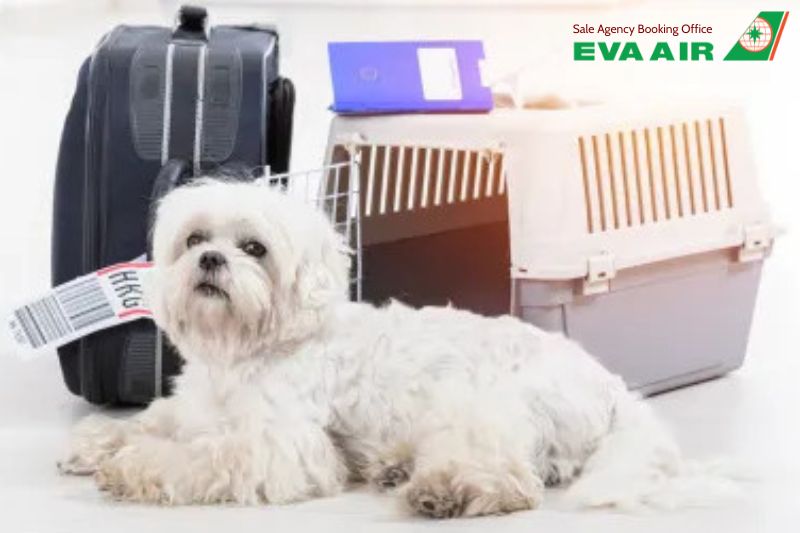 Hộ chiếu thú cưng EVA Air, Vật nuôi đi máy bay EVA Air có cần hộ chiếu không?, hộ chiếu chó mèo EVA Air, chó mèo đi máy bay EVA Air, hộ chiếu vật nuôi EVA Air, Giấy kiểm dịch thú nuôi EVA Air, thú cưng đi máy bay EVA Air, vật nuôi đi máy bay EVA air