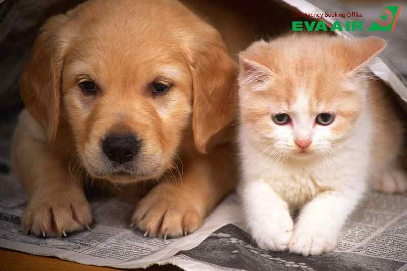 Thủ tục nhập cảnh chó mèo Canada EVA Air, quy định nhập cảnh thú cưng EVA Air, mang chó mèo sang Canada bằng EVA Air, EVA Air vận chuyển thú cưng đến Canada, Giấy tờ thú cưng nhập cảnh Canada, vận chuyển chó mèo đến Canada bằng EVA Air