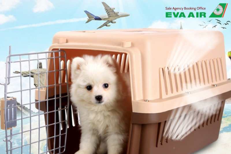 Thủ tục nhập cảnh chó mèo Canada EVA Air, quy định nhập cảnh thú cưng EVA Air, mang chó mèo sang Canada bằng EVA Air, EVA Air vận chuyển thú cưng đến Canada, Giấy tờ thú cưng nhập cảnh Canada, vận chuyển chó mèo đến Canada bằng EVA Air