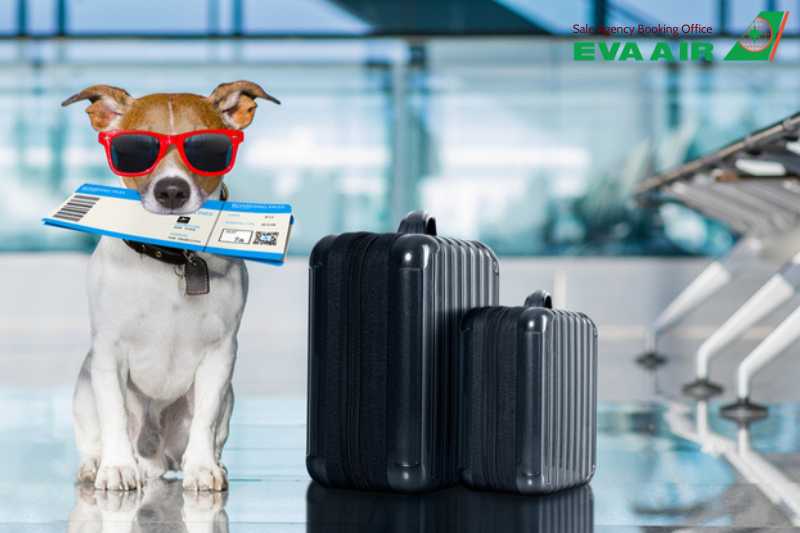 Thủ tục nhập cảnh chó mèo EVA Air đi Mỹ, mang thú cưng đi máy bay EVA Air, thủ tục đưa chó mèo sang Mỹ EVA Air, mang chó mèo đến Mỹ bằng EVA Air, Phí ký gửi chó mèo đi Mỹ EVA Air, Quy định vận chuyển thú cưng EVA Air đi Mỹ