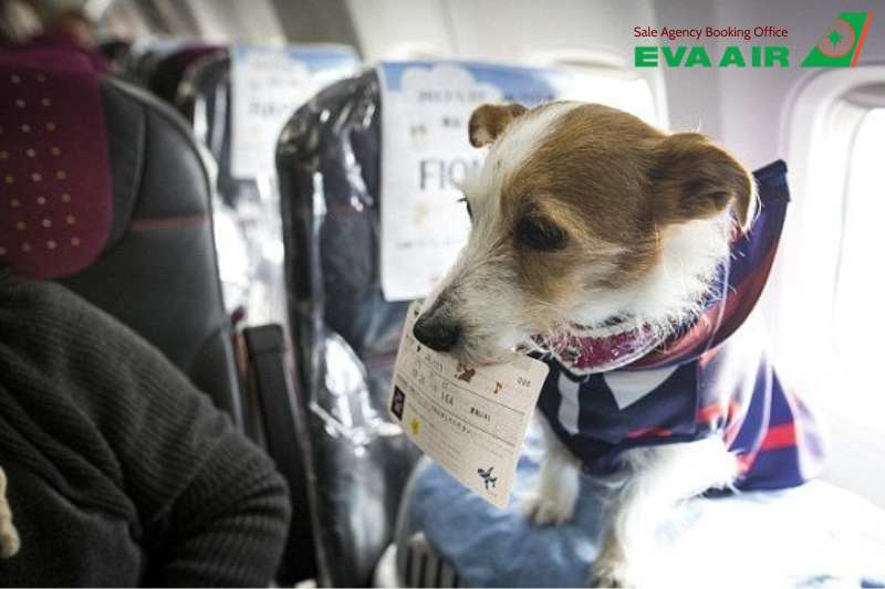 vận chuyển thú cưng quốc tế eva air, vận chuyển thú cưng đi nước ngoài eva air, vận chuyển chó mèo quốc tế EVA air, vận chuyển vật nuôi quốc tế eva air, chó mèo bay quốc tế EVA Air, thú cưng bay quốc tế EVA Air, vé máy bay thú cưng EVA Air