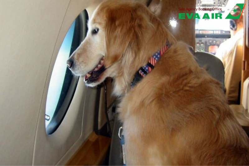 vận chuyển thú cưng quốc tế eva air, vận chuyển thú cưng đi nước ngoài eva air, vận chuyển chó mèo quốc tế EVA air, vận chuyển vật nuôi quốc tế eva air, chó mèo bay quốc tế EVA Air, thú cưng bay quốc tế EVA Air, vé máy bay thú cưng EVA Air