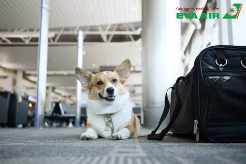 chó mèo đi máy bay eva air, thú cưng đi máy bay eva air, bay cùng thú cưng eva air, động vật cảnh đi máy bay eva air, vật nuôi đi may bay eva air, quy định chó mèo đi máy bay eva air, dịch vụ gửi chó mèo EVA Air