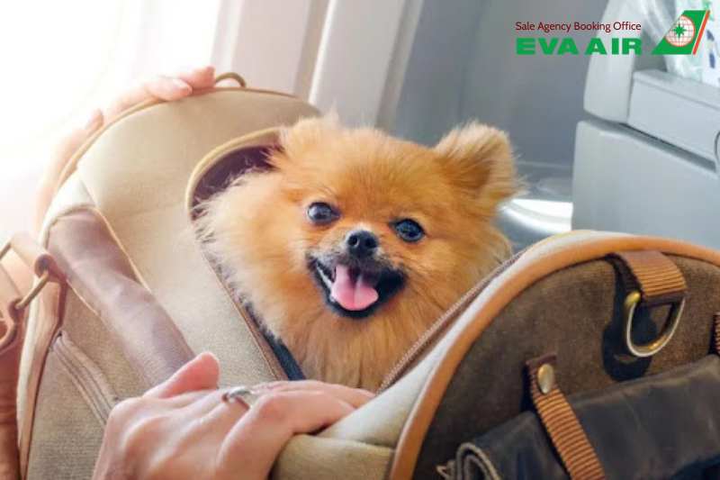 chó mèo đi máy bay eva air, thú cưng đi máy bay eva air, bay cùng thú cưng eva air, động vật cảnh đi máy bay eva air, vật nuôi đi may bay eva air, quy định chó mèo đi máy bay eva air, dịch vụ gửi chó mèo EVA Air