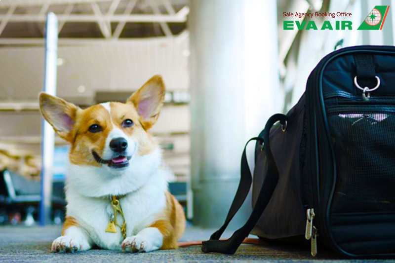chó mèo đi máy bay eva air, thú cưng đi máy bay eva air, bay cùng thú cưng eva air, động vật cảnh đi máy bay eva air, vật nuôi đi may bay eva air, quy định chó mèo đi máy bay eva air, dịch vụ gửi chó mèo EVA Air