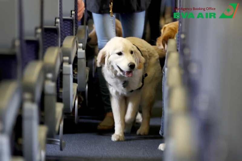 động vật cảnh đi máy bay eva air, bay cùng thú cưng với EVA Air, vận chuyển vật nuôi nhỏ EVA Air, vận chuyển vật nuôi EVA Air, dịch vụ ký gửi thú nuôi EVA Air, thú cưng ký gửi EVA Air, Lồng vận chuyển động vật cảnh EVA Air 