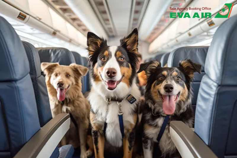 động vật cảnh đi máy bay eva air, bay cùng thú cưng với EVA Air, vận chuyển vật nuôi nhỏ EVA Air, vận chuyển vật nuôi EVA Air, dịch vụ ký gửi thú nuôi EVA Air, thú cưng ký gửi EVA Air, Lồng vận chuyển động vật cảnh EVA Air 