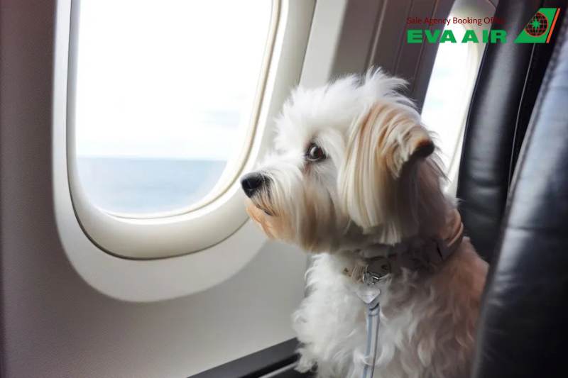 động vật cảnh đi máy bay eva air, bay cùng thú cưng với EVA Air, vận chuyển vật nuôi nhỏ EVA Air, vận chuyển vật nuôi EVA Air, dịch vụ ký gửi thú nuôi EVA Air, thú cưng ký gửi EVA Air, Lồng vận chuyển động vật cảnh EVA Air 