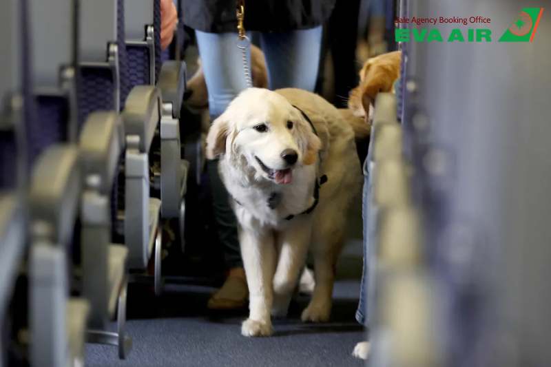 giấy tờ cho thú nuôi đi máy bay EVA Air, giấy tờ cho thú cưng bay eva air, vận chuyển thú cưng bằng EVA Air, động vật cảnh đi máy bay EVA Air, giấy tờ cho thú nuôi bay EVA Air, Thủ tục mang thú cưng đi máy bay EVA Air