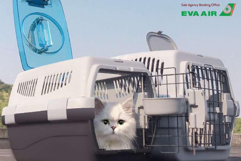 mang thú cưng lên máy bay eva air, chó mèo đi máy bay EVA Air, vận chuyển thú cưng bằng máy bay EVA Air, thú cưng đi máy bay eva air, ký gửi thú cưng eva air, phí vận chuyển thú cưng eva air, lồng vận chuyển thú cưng eva air, vận chuyển chó mèo EVA Air