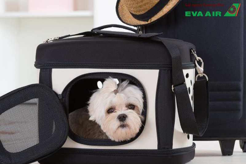 mang thú cưng lên máy bay eva air, chó mèo đi máy bay EVA Air, vận chuyển thú cưng bằng máy bay EVA Air, thú cưng đi máy bay eva air, ký gửi thú cưng eva air, phí vận chuyển thú cưng eva air, lồng vận chuyển thú cưng eva air, vận chuyển chó mèo EVA Air