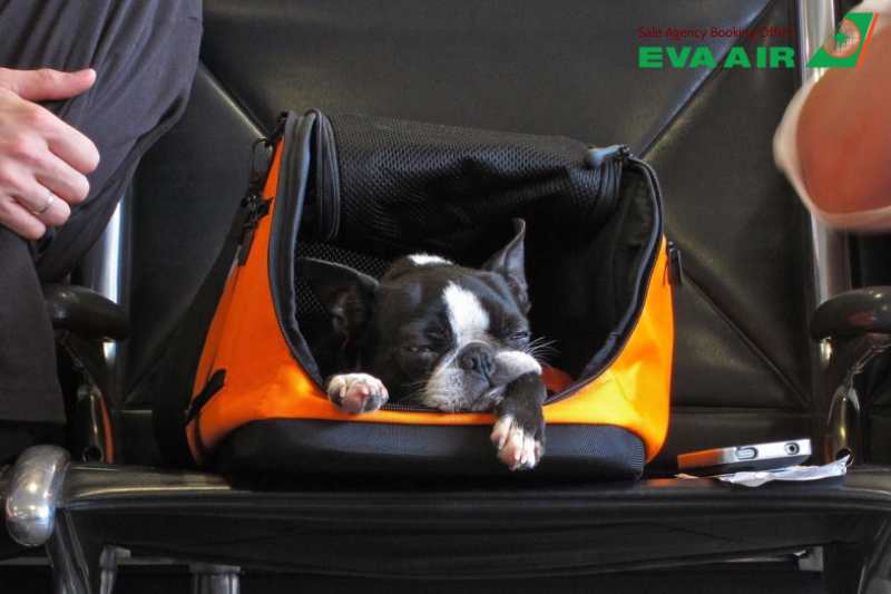 Quy định nhập cảnh thú cưng EVA Air, thủ tục nhập cảnh thú cưng EVA Air, Quy định nhập cảnh thú cưng EVA Air đi Mỹ, Quy định nhập cảnh thú nuôi EVA Air đi Úc, Quy định nhập cảnh thú cưng EVA Air đi Canada,