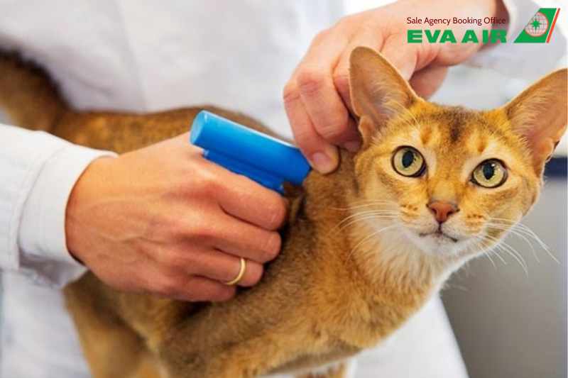 thú cưng bị từ chối bay EVA Air, chó mèo bị từ chối bay EVA Air, vật nuôi bị từ chối bay EVA Air, chó mèo bị từ chối kiểm dịch EVA Air, thú cưng bị từ chối vận chuyển EVA Air, EVA Air từ chối vận chuyển chó mèo, Thú cưng không được bay EVA Air