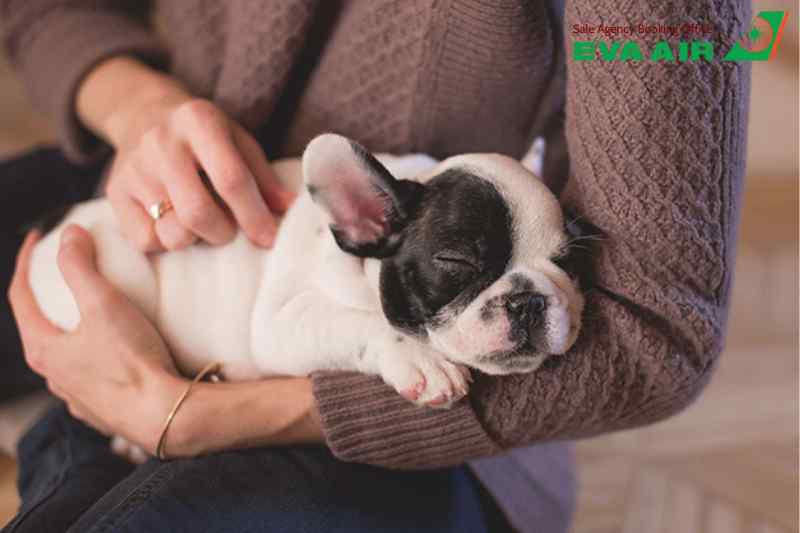 thú cưng bị từ chối bay EVA Air, chó mèo bị từ chối bay EVA Air, vật nuôi bị từ chối bay EVA Air, chó mèo bị từ chối kiểm dịch EVA Air, thú cưng bị từ chối vận chuyển EVA Air, EVA Air từ chối vận chuyển chó mèo, Thú cưng không được bay EVA Air