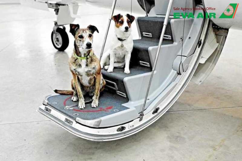 thủ tục cho vật nuôi đi máy bay EVA Air, thủ tục mang thú cưng đi máy bay EVA Air, thủ tục ký gửi thú cưng EVA Air, thủ tục mang động vật sống đi máy bay EVA Air, thủ tục cho thú nuôi bay EVA Air