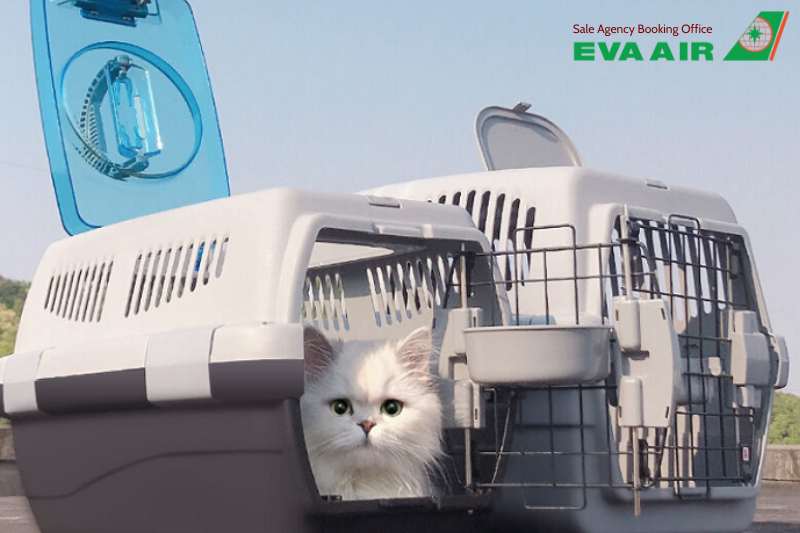 thủ tục cho vật nuôi đi máy bay EVA Air, thủ tục mang thú cưng đi máy bay EVA Air, thủ tục ký gửi thú cưng EVA Air, thủ tục mang động vật sống đi máy bay EVA Air, thủ tục cho thú nuôi bay EVA Air