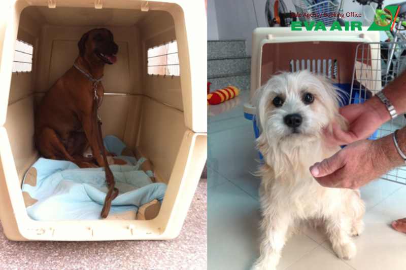 Thủ tục thú cưng bay quá cảnh EVA Air, Thủ tục chó mèo bay quá cảnh EVA Air,Thú cưng bay quốc tế EVA Air, kinh nghiệm thú cưng bay quá cảnh Đài Loan, thủ tục thú cưng bay quá cảnh Đài Loan, thú cưng báy quá cảnh eva air, chó mèo bay quá cảnh eva air