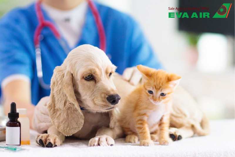 Tiêm phòng dại, Microchip chó mèo bay EVA Air, tiêm phòng Dại thú cưng đi máy bay EVA Air, tiêm phòng Dại cho chó mèo đi máy bay EVA Air, Microchip thú cưng đi máy bay EVA Air,Gắn Microchip chó mèo EVA Air, tiêm phòng Dại thú cưng EVA Air