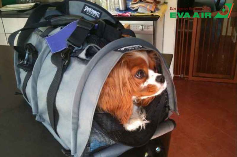 Tiêm phòng dại, Microchip chó mèo bay EVA Air, tiêm phòng Dại thú cưng đi máy bay EVA Air, tiêm phòng Dại cho chó mèo đi máy bay EVA Air, Microchip thú cưng đi máy bay EVA Air,Gắn Microchip chó mèo EVA Air, tiêm phòng Dại thú cưng EVA Air