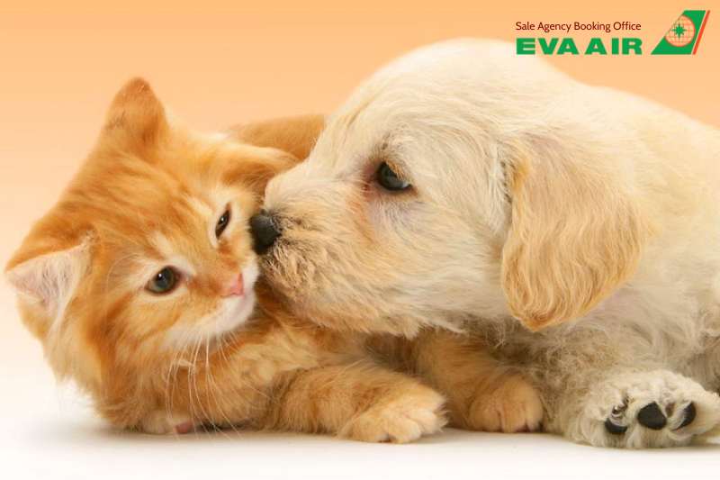 vận chuyển thú cưng đi HongKong bằng EVA Air, nhập cảnh chó mèo đi máy bay EVA Air vào Hong Kong, mang thú cưng đi Hong Kong EVA Air, đưa thú cưng sang Hong Kong bằng EVA Air, vận chuyển chó mèo đi HongKong EVA Air, chó mèo đi Hong Kong EVA Air