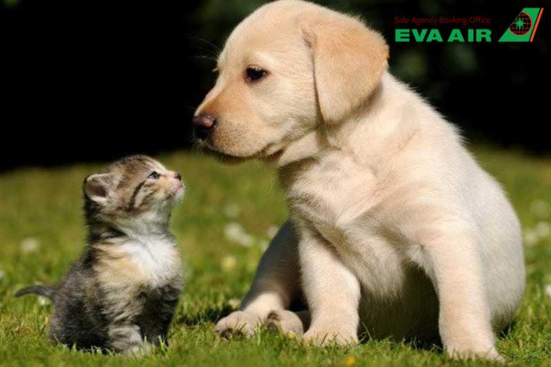 vận chuyển thú cưng đi HongKong bằng EVA Air, nhập cảnh chó mèo đi máy bay EVA Air vào Hong Kong, mang thú cưng đi Hong Kong EVA Air, đưa thú cưng sang Hong Kong bằng EVA Air, vận chuyển chó mèo đi HongKong EVA Air, chó mèo đi Hong Kong EVA Air