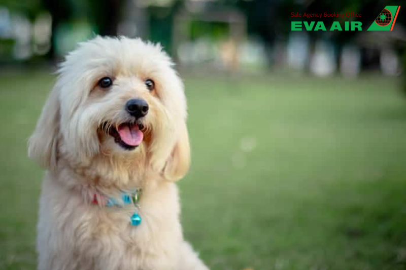 vận chuyển thú cưng đi HongKong bằng EVA Air, nhập cảnh chó mèo đi máy bay EVA Air vào Hong Kong, mang thú cưng đi Hong Kong EVA Air, đưa thú cưng sang Hong Kong bằng EVA Air, vận chuyển chó mèo đi HongKong EVA Air, chó mèo đi Hong Kong EVA Air
