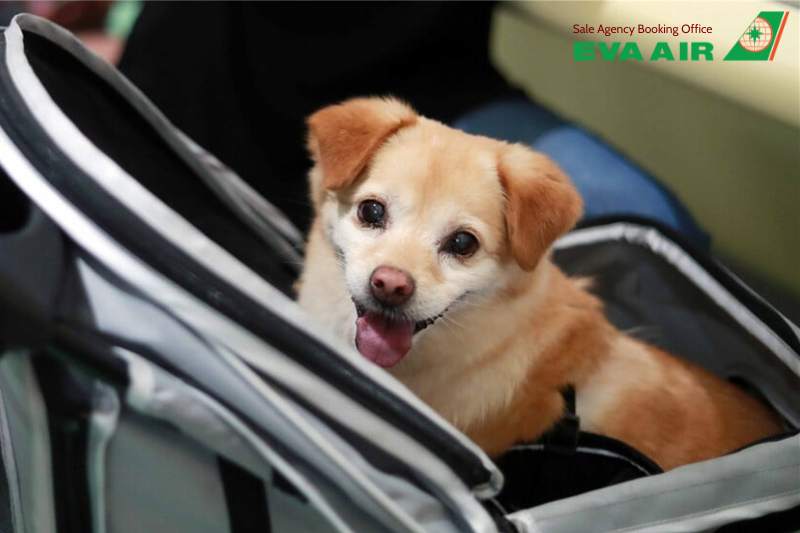 giá vận chuyển thú cưng EVA Air, giá vận chuyển chó mèo EVA Air, phí vận chuyển thú cưng EVA Air, hành lý quá cước thú cưng, phí ký gửi chó mèo EVA Air, trọng lượng tính phí thú cưng EVA Air, phí ký gửi vật nuôi EVA Air, giá vận chuyển thú nuôi EVA Air