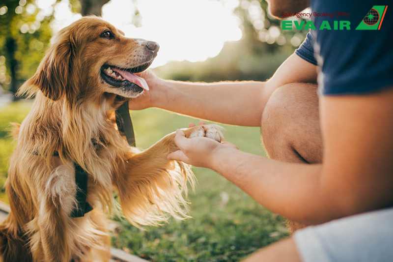 chó mèo bay quốc tế EVA Air, kinh nghiệm chó mèo bay quốc tế EVA Air, thú cưng bay quốc tế EVA Air, vật nuôi bay quốc tế EVA Air, gửi thú cưng đi quốc tế EVA Air, vận chuyển thú cưng quốc tế EVA Air, vận chuyển thú cưng đi nước ngoài EVA Air 