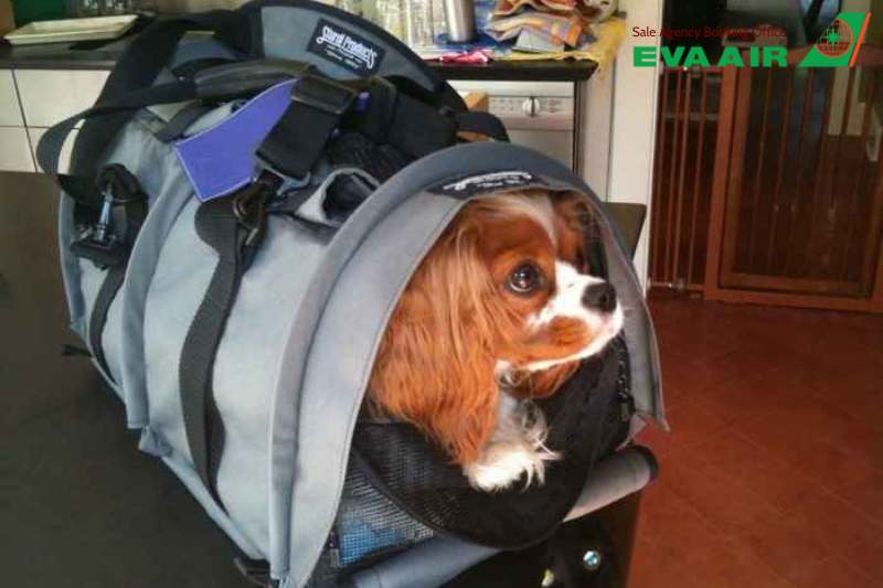 chó mèo bay quốc tế EVA Air, kinh nghiệm chó mèo bay quốc tế EVA Air, thú cưng bay quốc tế EVA Air, vật nuôi bay quốc tế EVA Air, gửi thú cưng đi quốc tế EVA Air, vận chuyển thú cưng quốc tế EVA Air, vận chuyển thú cưng đi nước ngoài EVA Air 