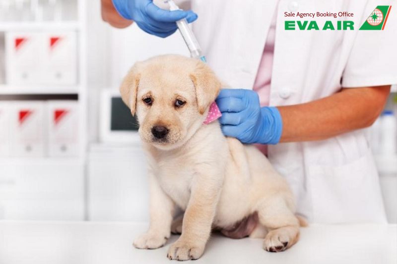 Ký Gửi Chó Mèo EVA Air, ký gửi chó mèo đi máy bay EVA Air, hành lý ký gửi thú cưng EVA Air, ký gửi thú cưng EVA Air, ký gửi động vật cảnh EVA Air, Chi Phí Ký Gửi vật nuôi EVA Air, quy định Ký Gửi Chó Mèo EVA Air, Vận Chuyển thú cưng bằng Cargo EVA Air