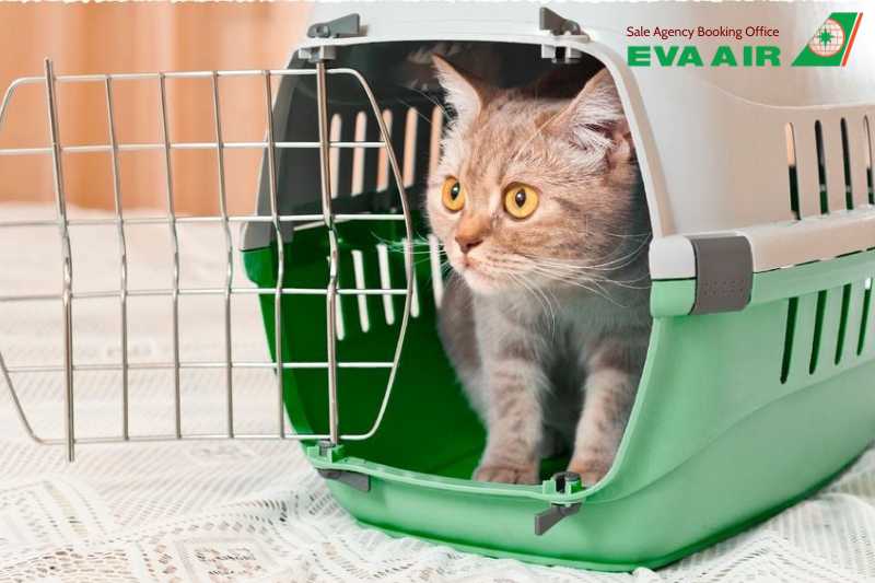 Ký Gửi Chó Mèo EVA Air, ký gửi chó mèo đi máy bay EVA Air, hành lý ký gửi thú cưng EVA Air, ký gửi thú cưng EVA Air, ký gửi động vật cảnh EVA Air, Chi Phí Ký Gửi vật nuôi EVA Air, quy định Ký Gửi Chó Mèo EVA Air, Vận Chuyển thú cưng bằng Cargo EVA Air