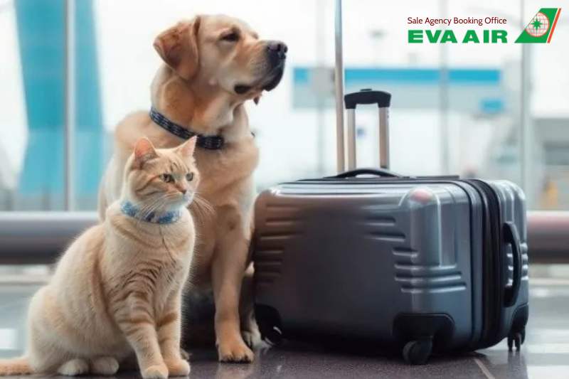 mèo đi máy bay eva air, quy định mang mèo đi EVA Air, vận chuyển mèo EVA Air, hành lý ký gửi EVA Air, mèo đi máy bay EVA Air ký gửi EVA Air, ký gửi mèo EVA Air, thủ tục cho mèo bay EVA Air, thủ tục xuất cảnh mèo EVA Air, ký gửi mèo đi máy bay EVA Air