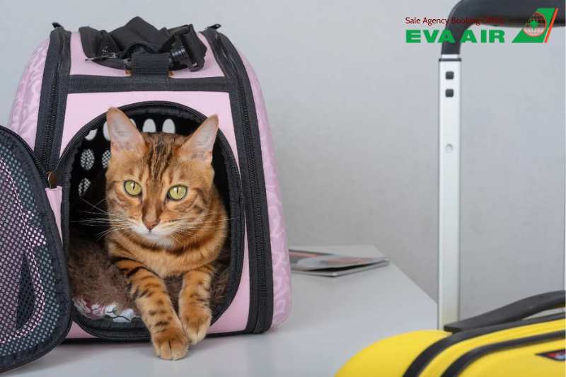 Thủ tục kiểm dịch chó mèo EVA Air, Thủ tục kiểm dịch chó mèo xuất cảnh EVA Air, Thủ tục kiểm dịch chó mèo quá cảnh EVA Air, Thủ tục kiểm dịch chó mèo nhập cản EVA Air, Thủ tục kiểm dịch thú cưng EVA Air, Thủ tục kiểm dịch vật nuôi EVA Air