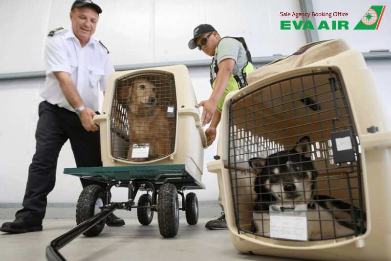 Vận chuyển thú cưng EVA Air, vận chuyển chó mèo EVA Air, hành lý ký gửi thú cưng EVA Air,  vận chuyển động vật cảnh EVA Air,  vận chuyển vật nuôi EVA Air, vận chuyển động vật sống EVA Air, ký gửi chó mèo EVA Air, Vận chuyển Hàng Hóa EVA Air là thú cưng