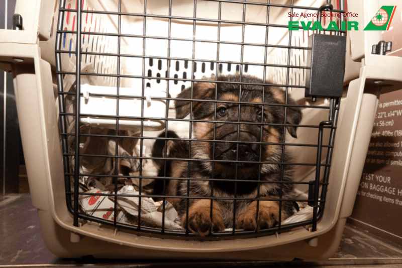 Vận chuyển thú cưng EVA Air, vận chuyển chó mèo EVA Air, hành lý ký gửi thú cưng EVA Air,  vận chuyển động vật cảnh EVA Air,  vận chuyển vật nuôi EVA Air, vận chuyển động vật sống EVA Air, ký gửi chó mèo EVA Air, Vận chuyển Hàng Hóa EVA Air là thú cưng