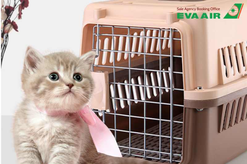 vé máy bay thú cưng chó mèo đi New York EVA Air, hủ tục mang chó mèo đi New york EVA Air, vé thú cưng đi New York EVA Air, ký gửi chó mèo đi New York EVA Air, chó mèo đi Mỹ EVA Air, vé chó mèo đi New York EVA Air, mang thú cưng đến New York EVA Air