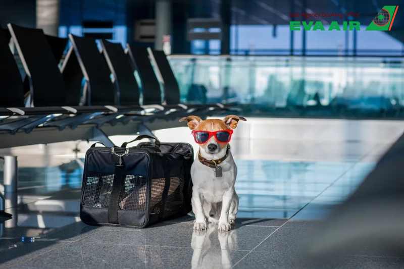 đặt Vé Thú Cưng EVA Air, thú cưng đi máy bay EVA Air, chó mèo đi máy bay EVA Air, thú nuôi đi máy bay EVA Air, vật nuôi đi máy bay EVA Air, hành lý ký gửi thú cưng EVA Air, vé thú cưng đi máy bay EVA Air, giá vé thú cưng EVA Air, giá ký gửi chó mèo EVA Air