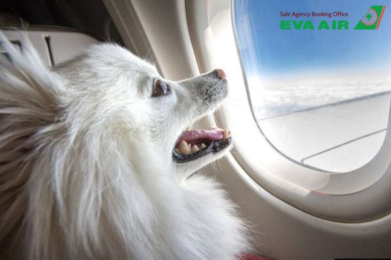kinh nghiệm thú cưng bay quá cảnh EVA Air, quy định thú cưng bay quá cảnh EVA Air,  thú cưng bay quá cảnh EVA Air tại Đài Loan (TPE), giấy phép quá cảnh chó mèo EVA Air, quá cảnh chó mèo EVA Air, thủ tục quá cảnh chó mèo Đài Loan
