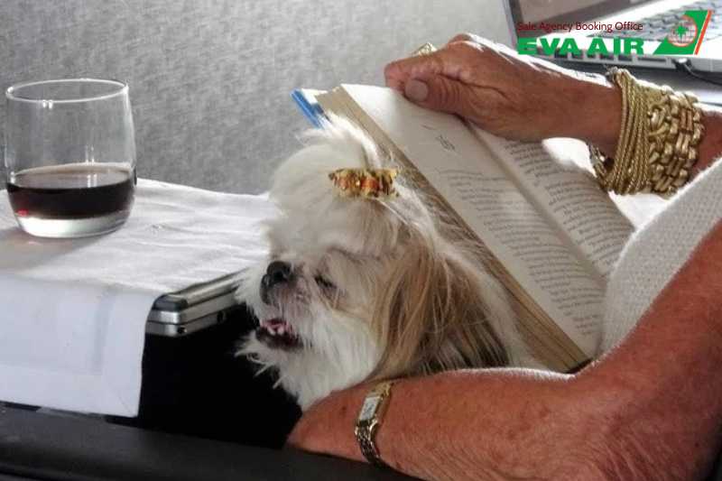 kinh nghiệm thú cưng bay quá cảnh EVA Air, quy định thú cưng bay quá cảnh EVA Air,  thú cưng bay quá cảnh EVA Air tại Đài Loan (TPE), giấy phép quá cảnh chó mèo EVA Air, quá cảnh chó mèo EVA Air, thủ tục quá cảnh chó mèo Đài Loan