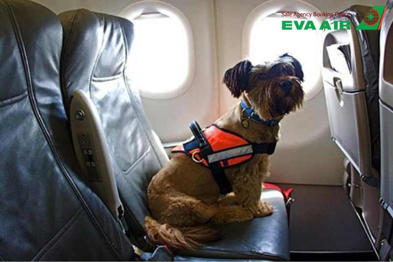 Lưu ý khi vật nuôi bay quá cảnh EVA Air,chó mèo đi máy bay EVA Air, quá cảnh thú cưng EVA Air tại sân bay Đào Viên, quá cảnh thú cưng EVA Air tại Đài Loan, quy định transit thú cưng EVA Air,quá cảnh thú nuôi tại TPE, chó mèo quá cảnh TPE